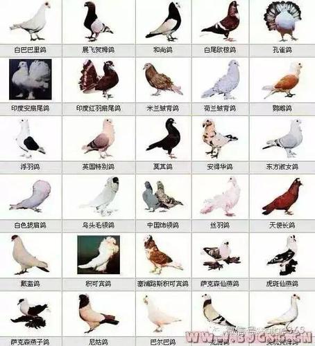 全球最全的鸽子名字介绍一定要收藏