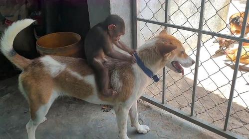 狗女和猴子属相合不合,狗和猴子属相合不合