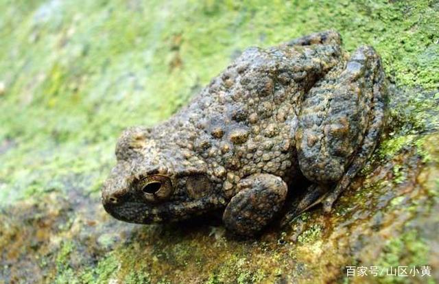 石蛙 石蛙的学名:刺胸蛙,石蛙体大而结实,成年蛙体长10-13厘米,个体长