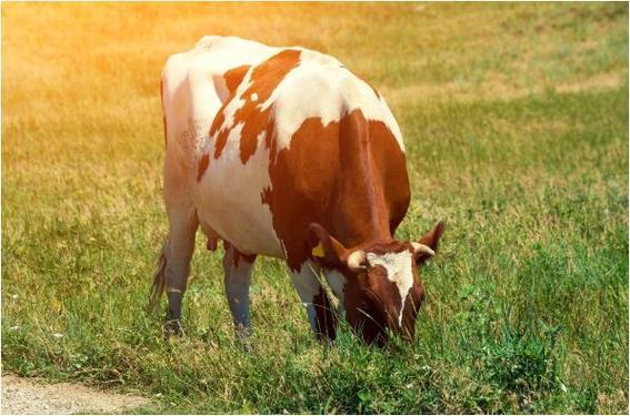 原创属牛的人财运要来了尤其是73年出生的牛朋友下面一周财运连连