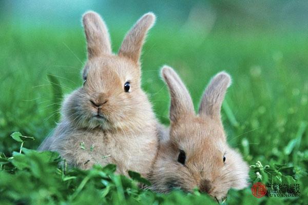 属兔和属兔的婚姻好吗,1975年兔和1987年兔合婚吗