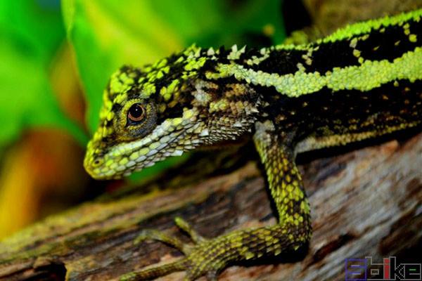 sbike动植物百科:最受欢迎的十大宠物蜥蜴,爬宠中的人气王!
