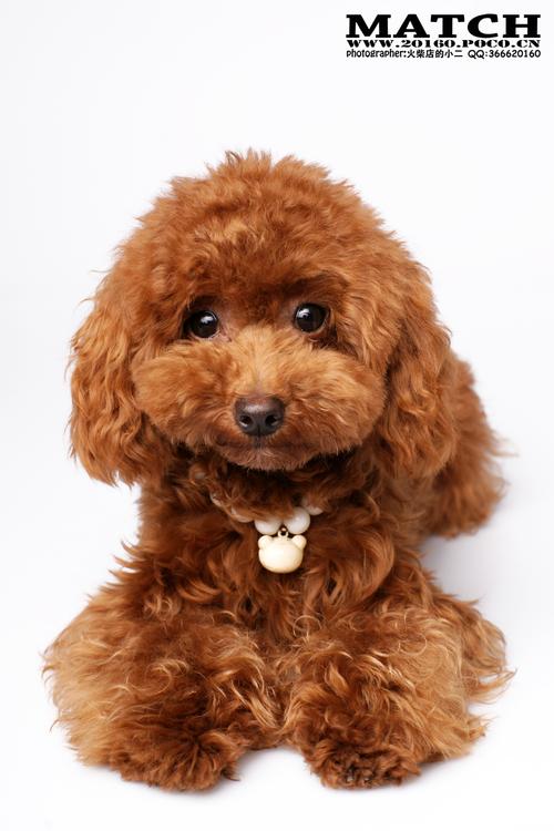 棕色的泰迪狗图片
