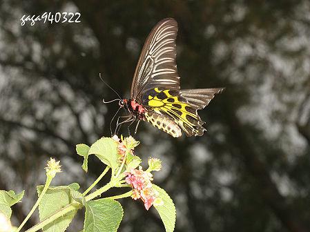 黄裳凤蝶,雌,后翅腹面具黑色斑块,喜欢吸食花蜜,主要分布於垦丁及东部