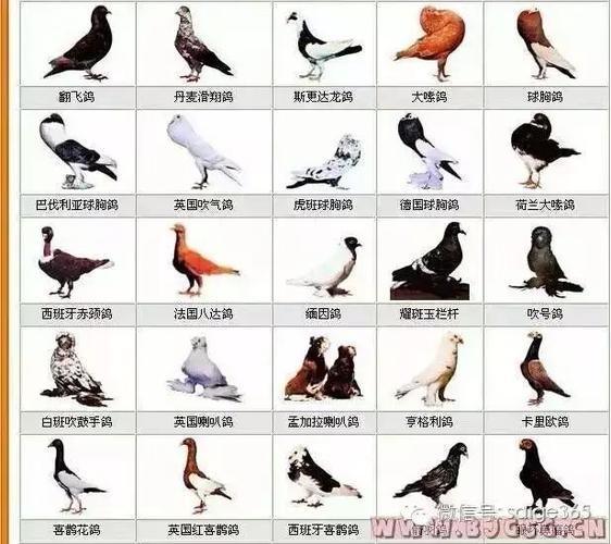 【图集】全球最全的鸽子名字介绍一定要收藏